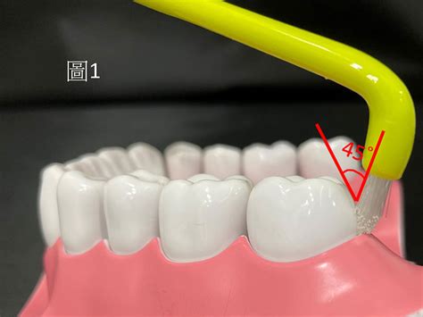 單數毛牙刷|【加拿大】單束毛牙間刷/牙刷(30入)